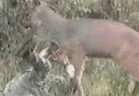 ■衝撃 鹿が人間を襲う瞬間
